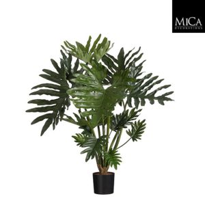 Philodendron selloum in pot green - h85xd55cm