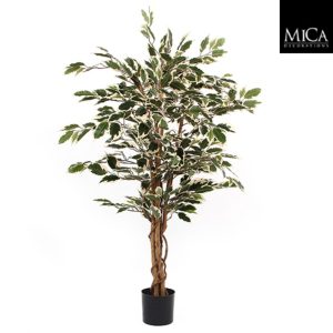 Ficus green variegated in plastic pot - h110xd70cm