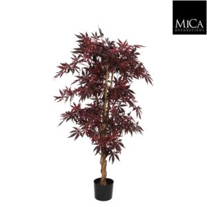 Maple red in plastic pot - h150xd80cm