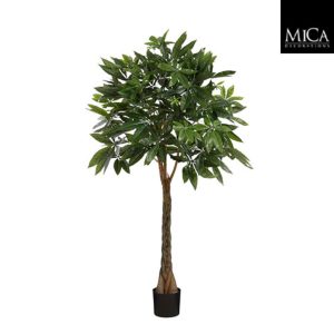 Pachira in pot green - h120xd50cm