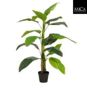 Strelitzia in pot green - h150xd40cm