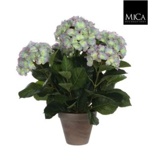 Hydrangea l. purple in pot Stan grey d13,5cm - h45xd45cm