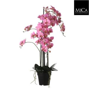 Phalaenopsis in pot pink - h97xd19cm